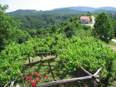 an aerial view of a vineyard with flowers and a house at Holiday Home Carovina in Paradiž