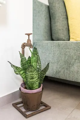 a plant in a pot next to a couch at Pr' Petrču in Tolmin