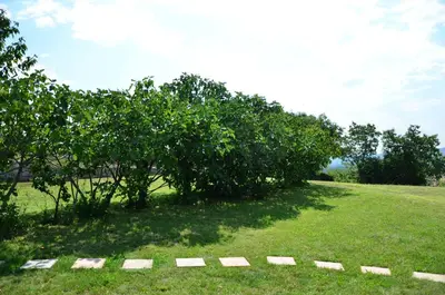a row of apple trees in a field at Apartma Louis in Dutovlje