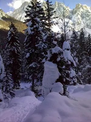 a group of snow covered trees with mountains in the background at Apartments Otašević in Kranjska Gora