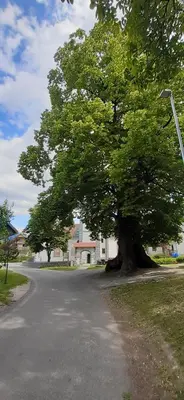 a large tree on the side of a road at Apartmaji Mojca in Križe