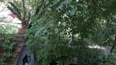 a bunch of green leaves hanging from a tree at Tabor - Apartments Rozmanova Street in Ljubljana