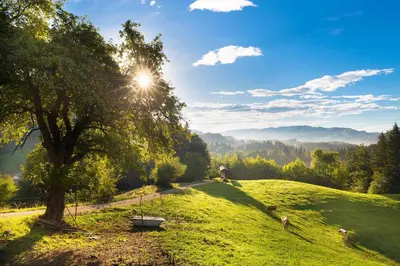 a grassy hill with a tree and the sun in the sky at Eco Terme Snovik, Kamnik in Laze v Tuhinju