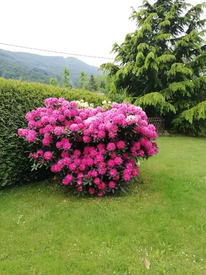 a bush filled with pink flowers in a yard at Hotel Pohorje in Maribor