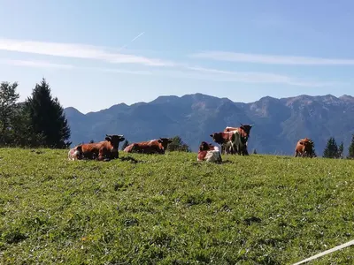 a herd of cows laying in a field of grass at Brunarica na Goreljeku, Pokljuka in Bohinj