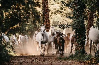 a herd of horses running down a dirt road at Hotel Maestoso - Lipica in Sežana