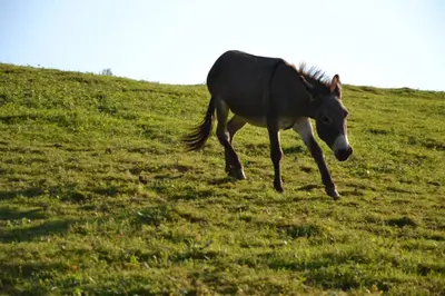 a horse running in a field of grass at Brunarica in Globoko
