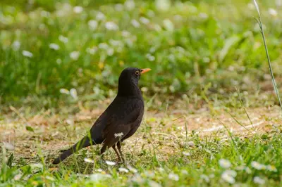 a black bird is standing in the grass at Brunarica in Globoko