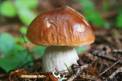 a brown and white mushroom sitting on the ground at Kronau Chalet Resort in Kranjska Gora