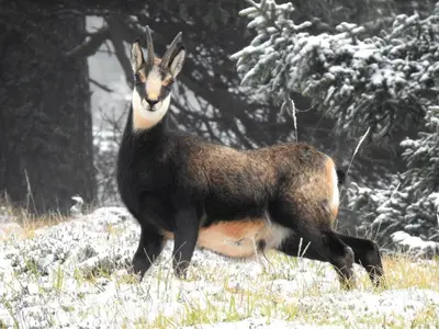 a goat standing in a field in the snow at Farm Stay 