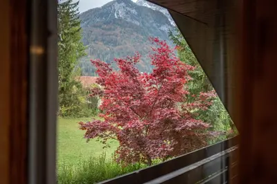 a window view of a tree with a mountain at Apartments Trata in Kranjska Gora