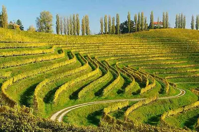 a field of crops with trees on a hill at Garni Hotel Villa Tamara in Moravske Toplice