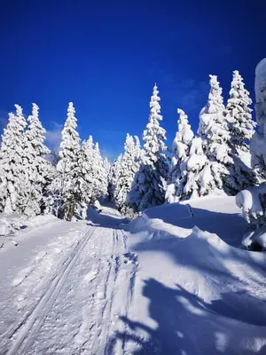 a snow covered road with snow covered trees on a mountain at Chalet Kanja Velika Planina in Stahovica