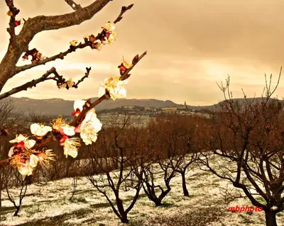 a branch of a tree with flowers on it at Gostilna Tratnik in Zoll