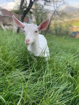 a lamb laying in the grass in a field at Tourist Farm 