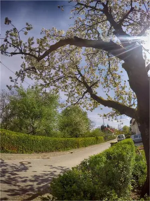 a tree with white flowers on a road at Studio Southwest 2 semi-basement in Ljubljana