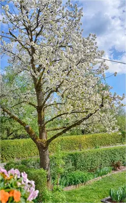 a tree with white flowers in front of a hedge at Studio Southwest 2 semi-basement in Ljubljana