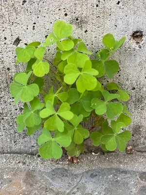 a green plant growing against a concrete wall at Alice Chalet Bled - Adults only in Bled