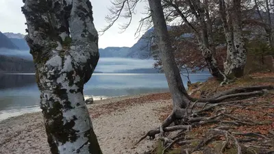 a tree on the shore of a body of water at Apartments Mencinger in Bohinj
