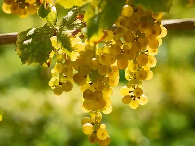 a bunch of grapes hanging from a tree at KABAJ Wine & Dine in Dobrovo