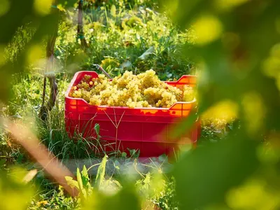a red container filled with food in the grass at KABAJ Wine & Dine in Dobrovo