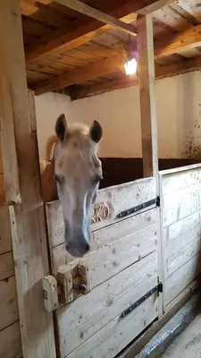a horse sticking its head out of a wooden stall at Rogla Apartma Kekec in Zreče