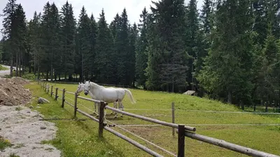 a white horse standing in a field behind a fence at Rogla Apartma Kekec in Zreče