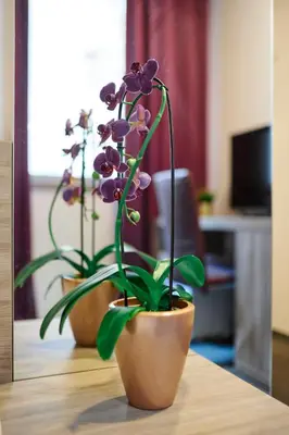 two potted plants sitting on top of a table at Hotel Meksiko in Ljubljana