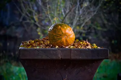 a pumpkin sitting on top of a pile of leaves at Merkež Guest House in Bizeljsko