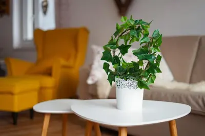 a white table with a plant on top of it at Cozy Nest in the heart of Kranjska Gora in Kranjska Gora