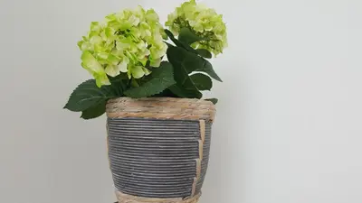 a vase with a plant in it at Apartma Sebastjan Dobova near Terme Paradiso in Dobova