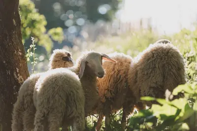 a group of sheep standing next to a tree at Tourist Farm Pr'Dovar in Cerklje na Gorenjskem