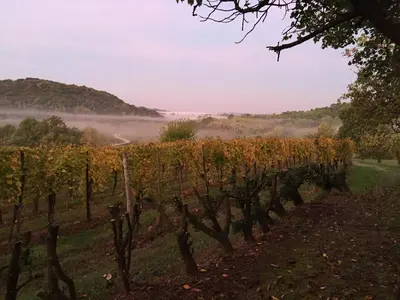 a row of vines in a field with fog in the background at Apartma Vita in Dobrovo