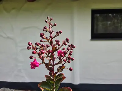 a pink flower in a vase next to a wall at Glamping NA BREJGI in Filovci