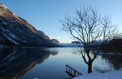 a tree and a bench next to a lake at Apartma LINA, Encijan D-38 in Bohinj