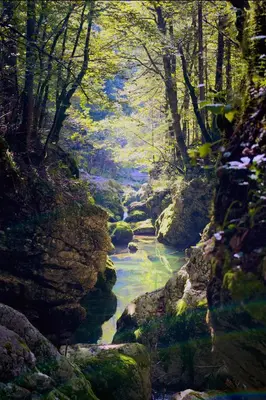 a painting of a river in a forest at Apartma LINA, Encijan D-38 in Bohinj