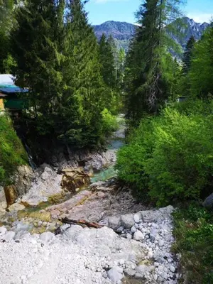 a river in the middle of a forest with trees at Apartma Pika in Mojstrana