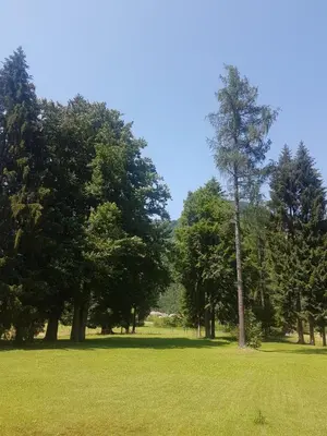 a park with a tree in the middle of a field at Vila Krpan Kranjska Gora in Gozd Martuljek