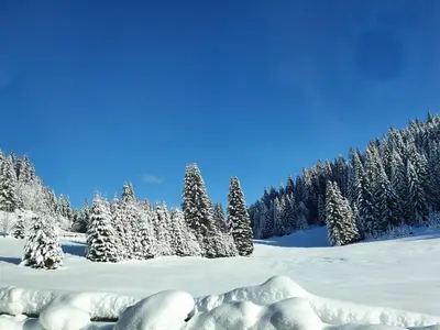 a snow covered field with trees and snow covered trees at Zalin planinski raj in Goreljek