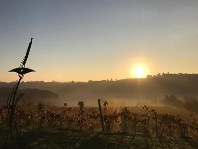 a sun setting over a field with a vineyard at Turistična kmetija HLEBEC in Kog
