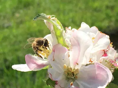 a bee is pollinating a pink apple flower at Vila Černe in Bled