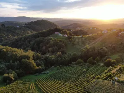 an aerial view of a vineyard in the hills at Vineyard Cottage Urban in Mirna