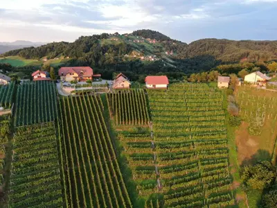 an aerial view of a vineyard with houses and a mountain at Vineyard Cottage Urban in Mirna