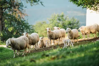 a herd of sheep walking down a dirt road at Eco Tourist Farm Ravnjak in Slovenj Gradec