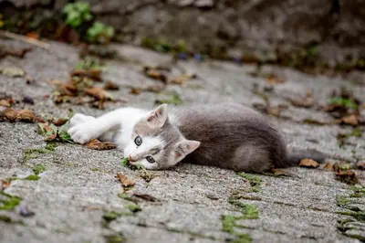 a kitten is laying on the ground at EkoTurizem Hudičevec in Postojna