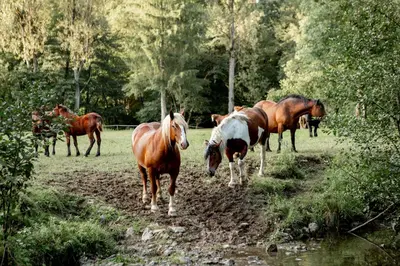 a group of horses standing in a field at EkoTurizem Hudičevec in Postojna