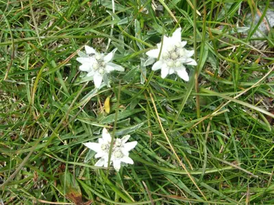 a group of white flowers in the grass at Apartments Arh in Bohinj