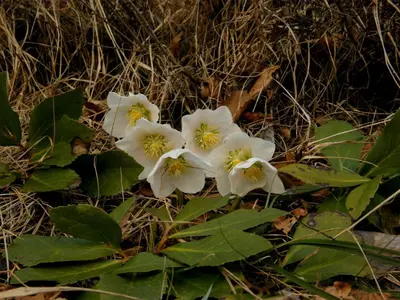 a group of white flowers on the ground at BOOA Rooms Irena in Bohinj