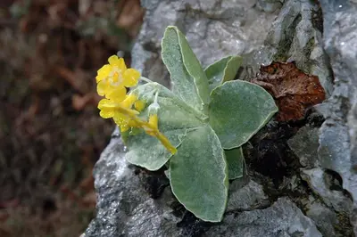 a small plant with yellow flowers on a rock at BOOA Rooms Irena in Bohinj