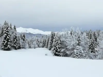a snowy forest with snow covered trees and mountains at Holiday Home- Mountain Lodge Gorjuše Pokljuka Bohinj in Koprivnik v Bohinju